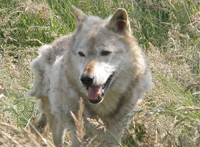Wolf