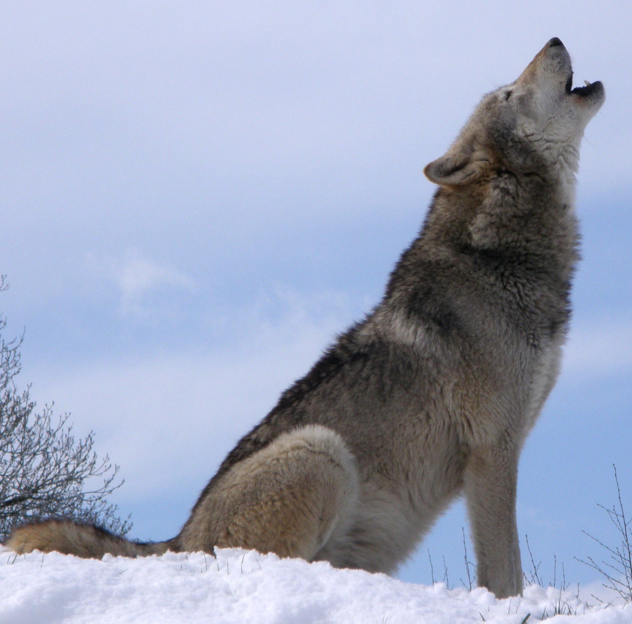[Image: wolf-howl-snow.jpg]