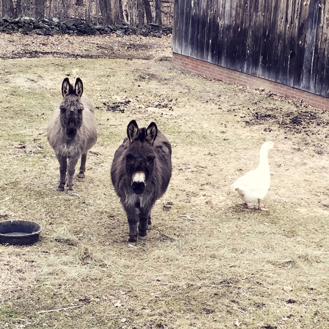 Quigley, Delilah, and one of our geese judging me after I got back from a run